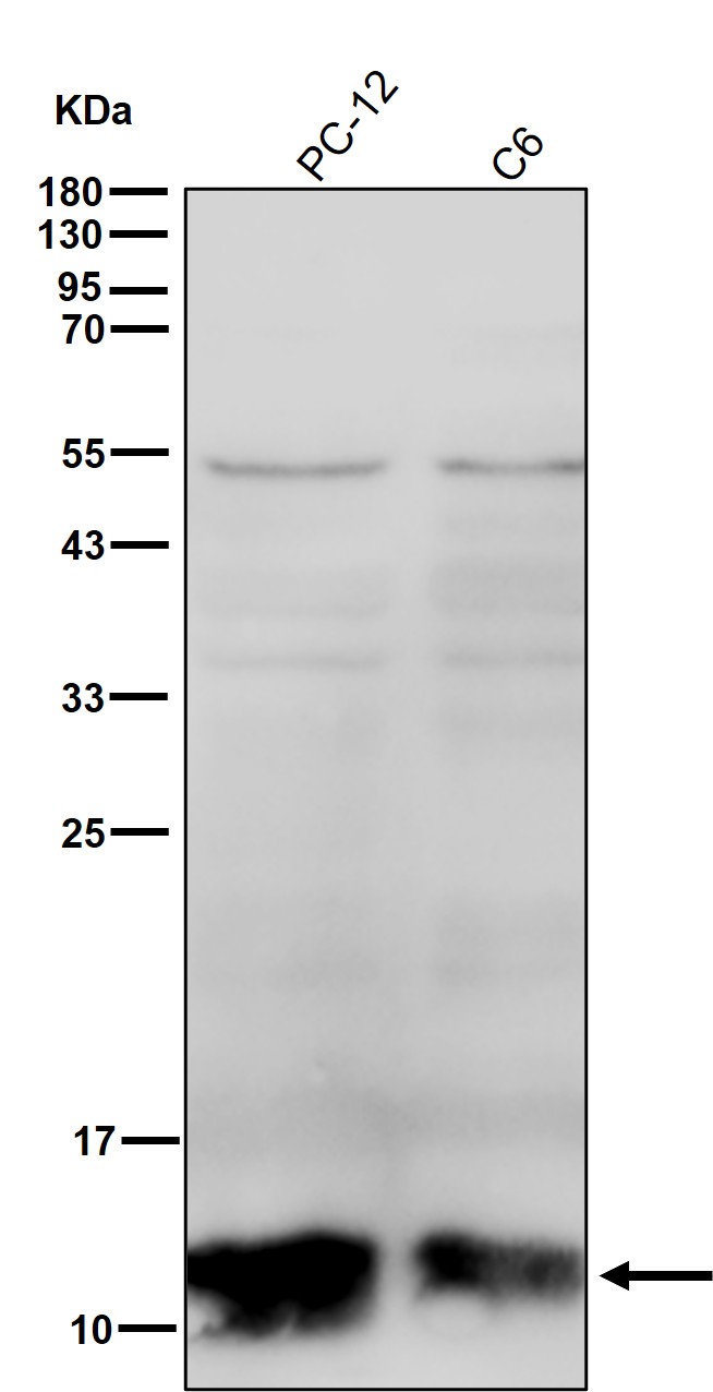 Cystatin A Ab