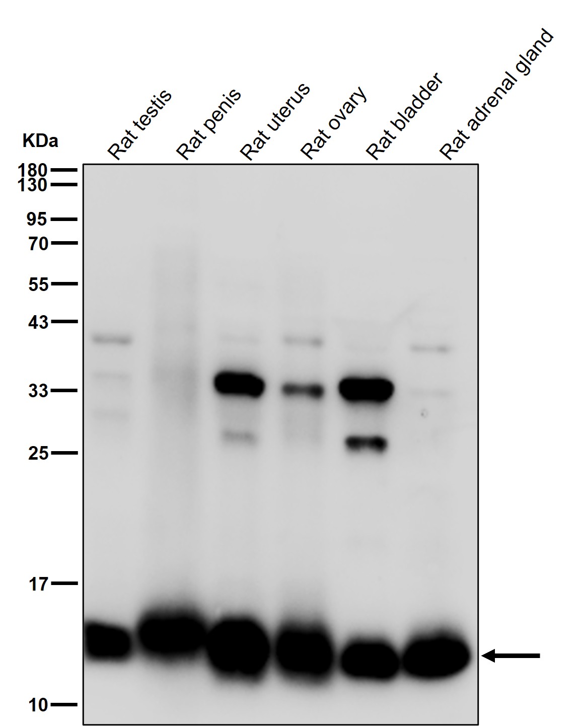 Cystatin A Ab