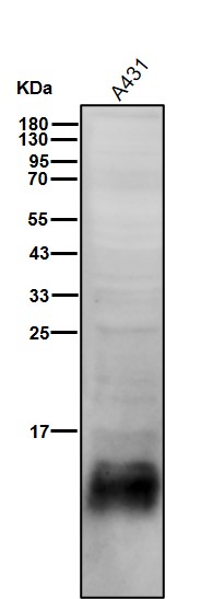 Cystatin A Ab