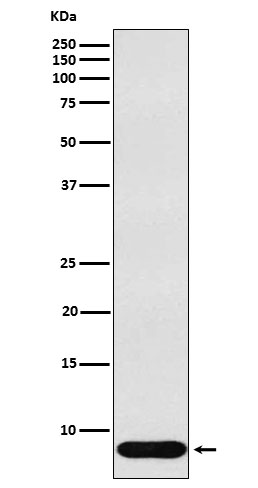 beta Defensin 1 Ab