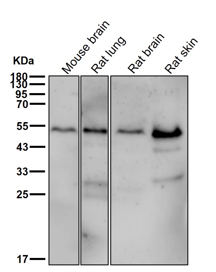 RXRA Ab