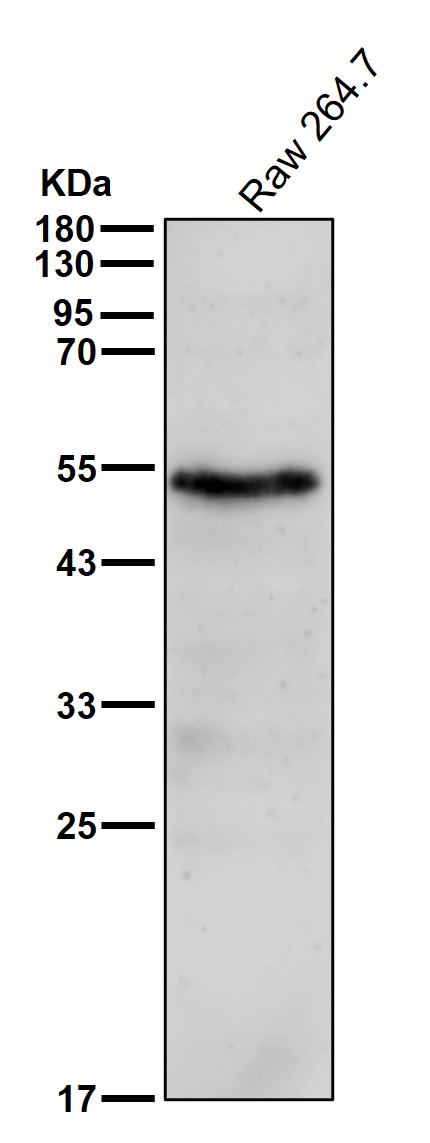 RXRA Ab