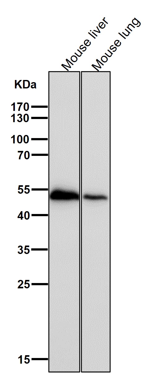 RXRA Ab