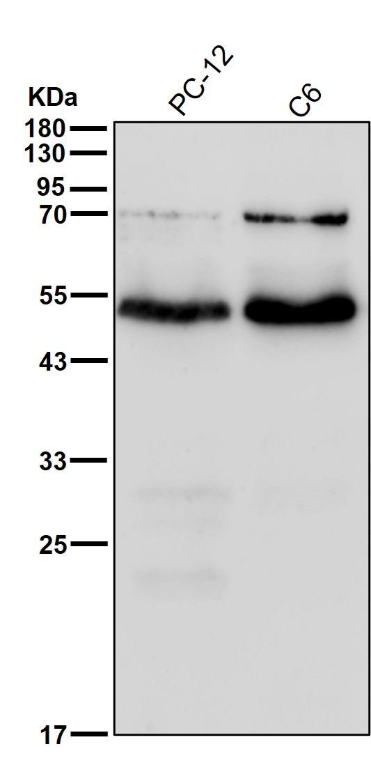 RXRA Ab