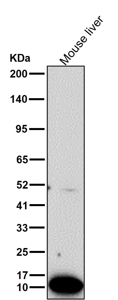 Fatty acid binding protein 2 Ab