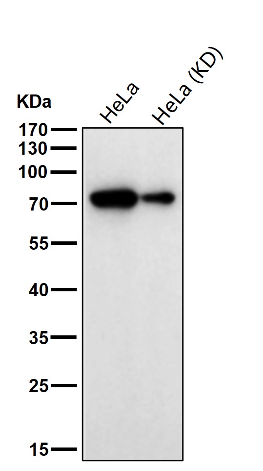 Sorting nexin 1 Ab