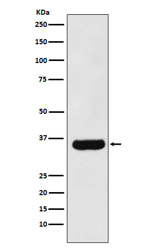 Mitochondrial fission factor Ab