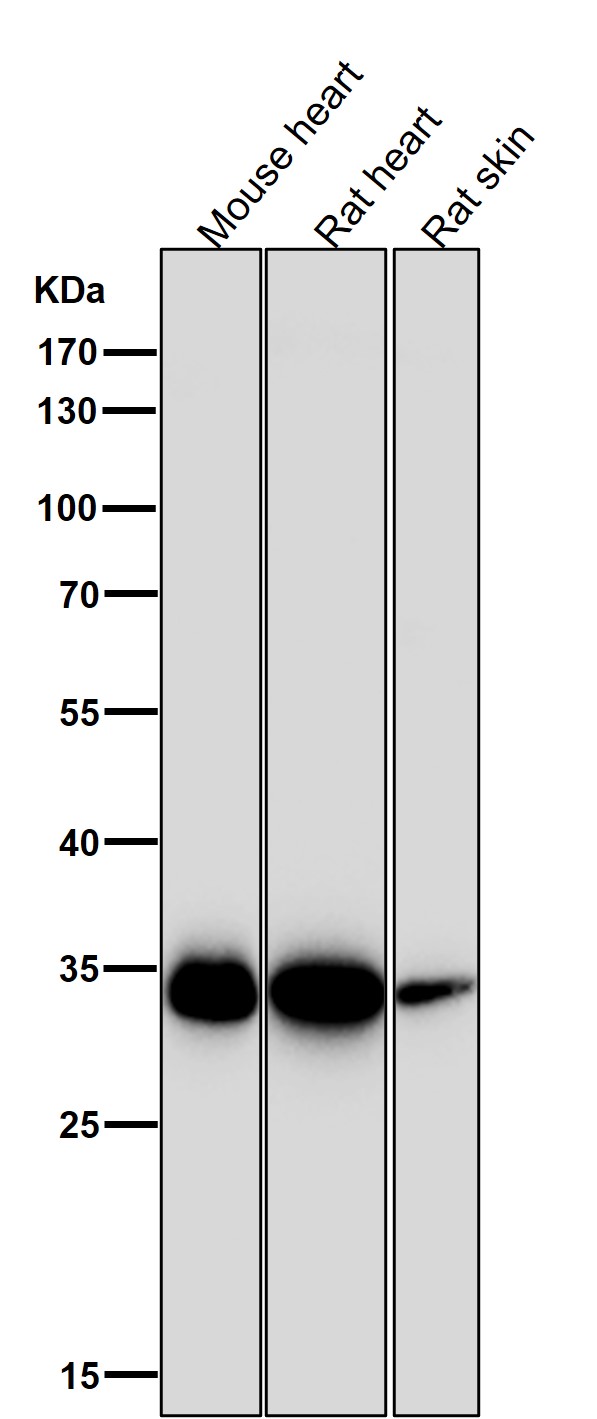 Mitochondrial fission factor Ab
