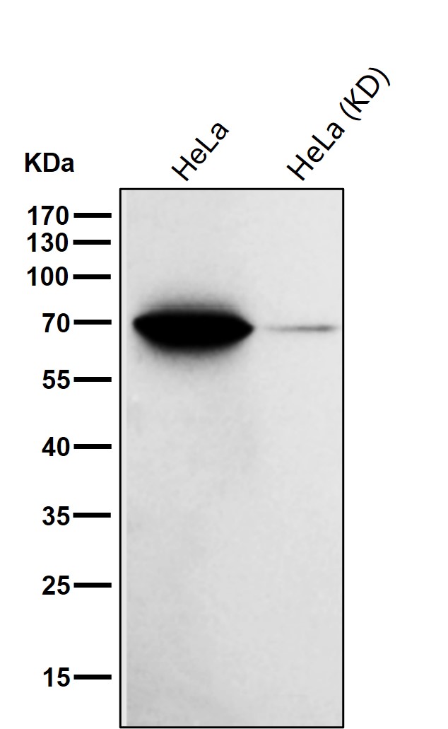 RPN1 Ab