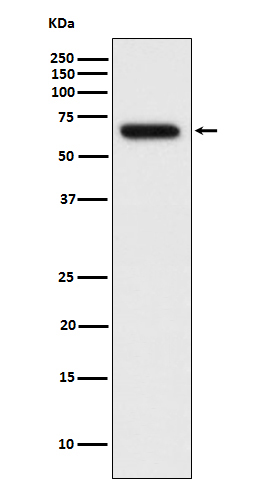 RPN1 Ab