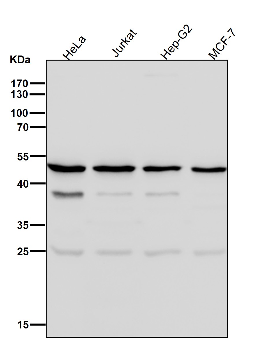 ACTL6A Ab