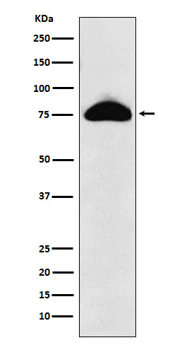 CEACAM8 Ab