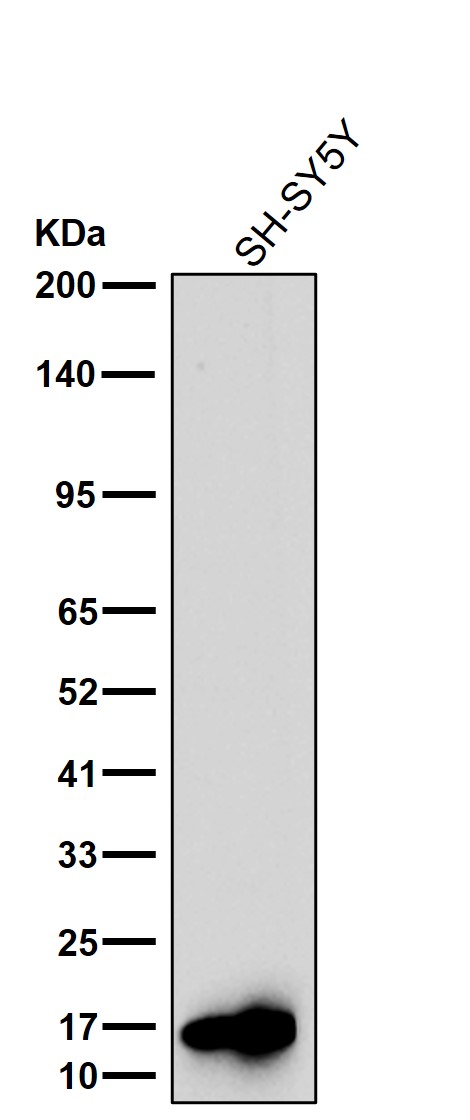 CRABP1 Ab