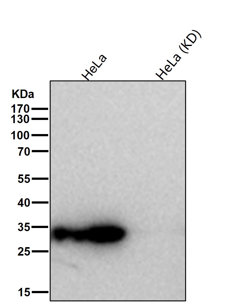 Syntenin 1 Ab