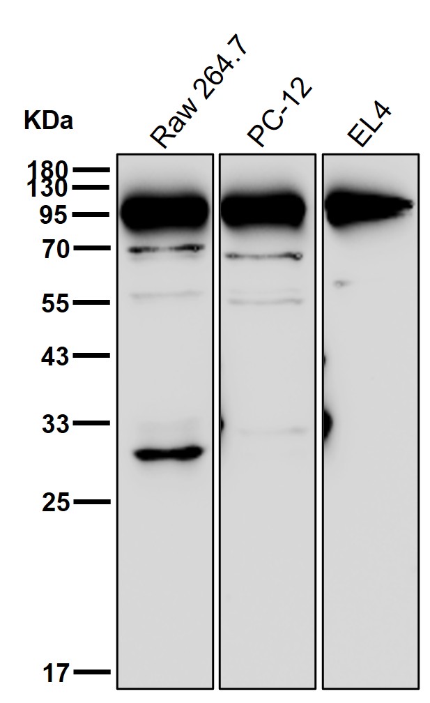 beta Galactosidase Ab