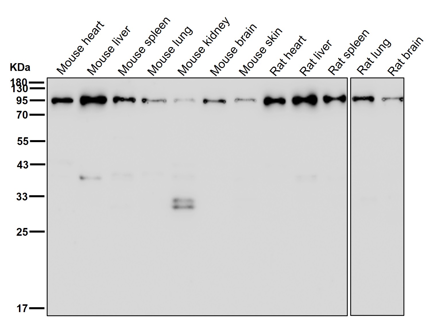 beta Galactosidase Ab