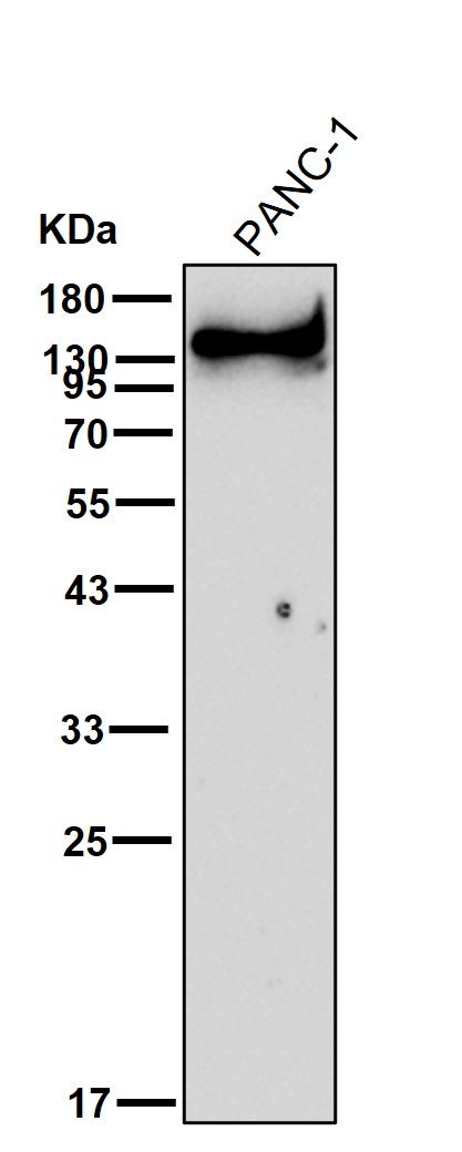 Collagen XI alpha 1 Ab