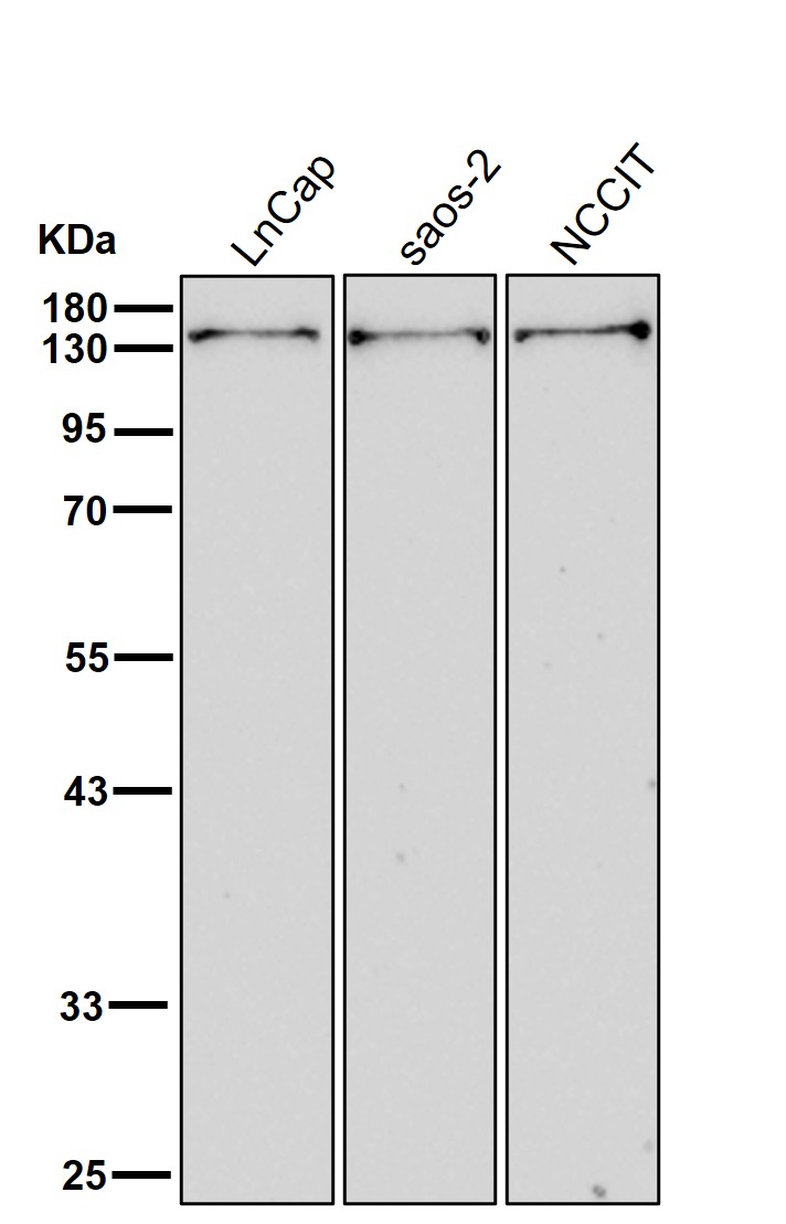 Collagen XI alpha 1 Ab