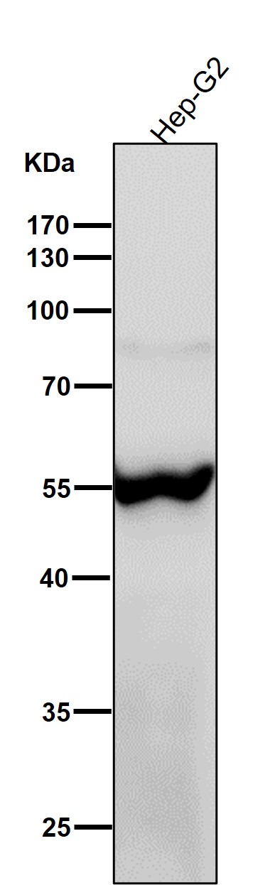 ATP4B Ab