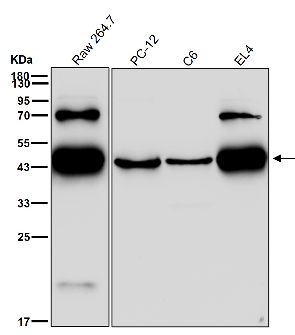 CXCR5 Ab