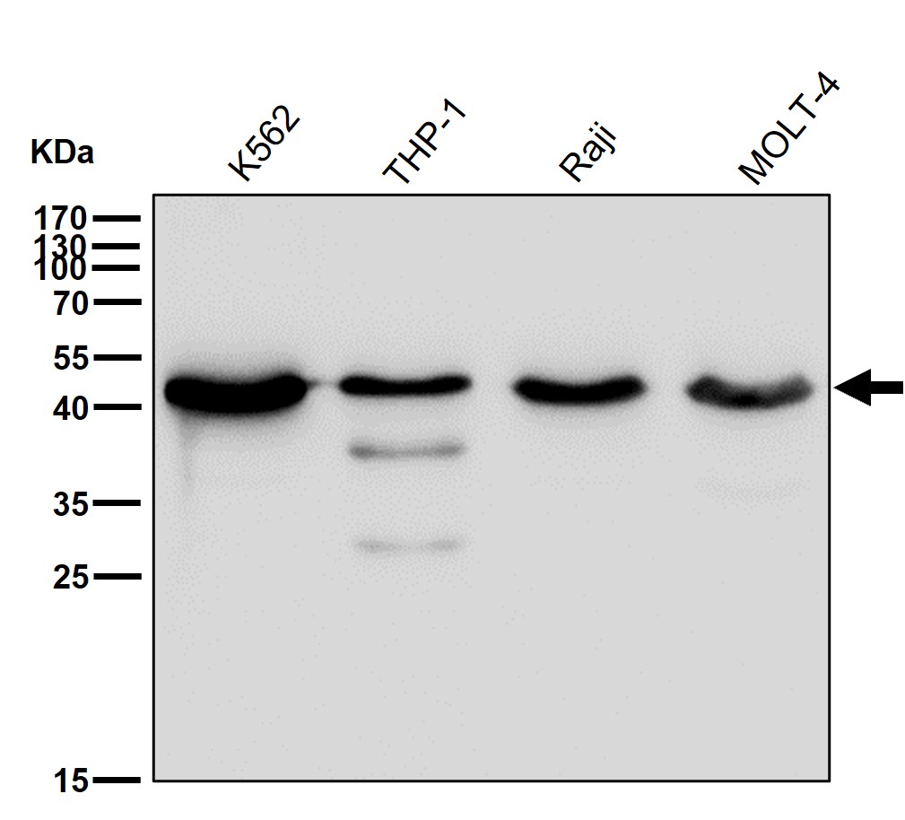 CXCR5 Ab