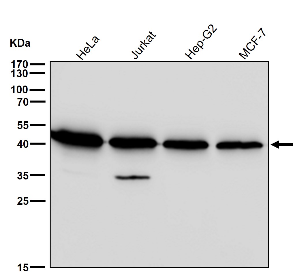 CXCR5 Ab