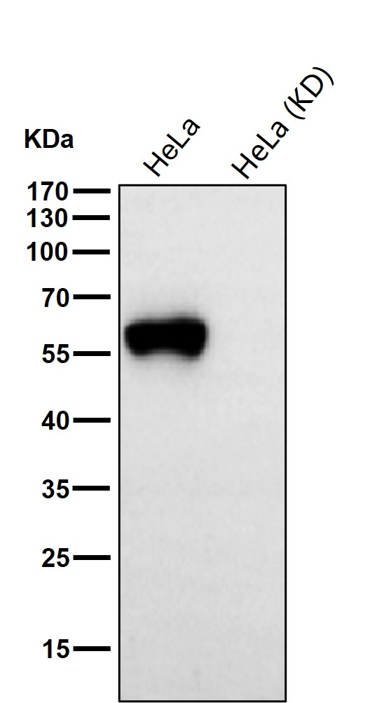 PTBP1 Ab