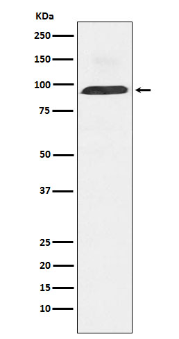 Dynamin 3 Ab