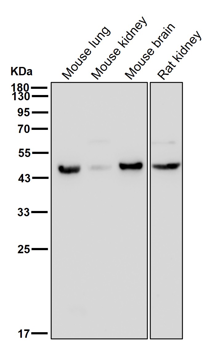 LHX2 Ab
