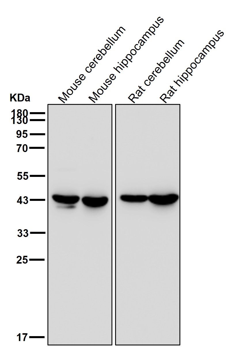 LHX2 Ab