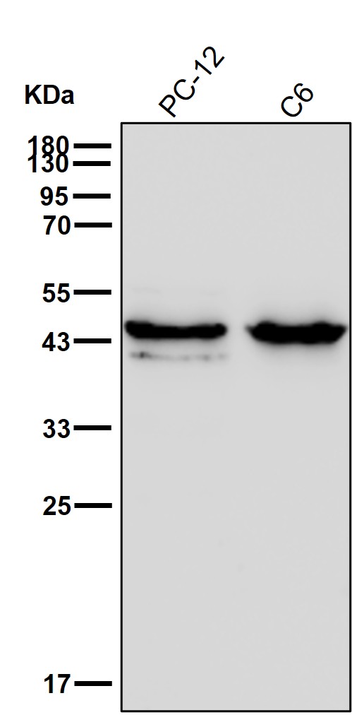 LHX2 Ab