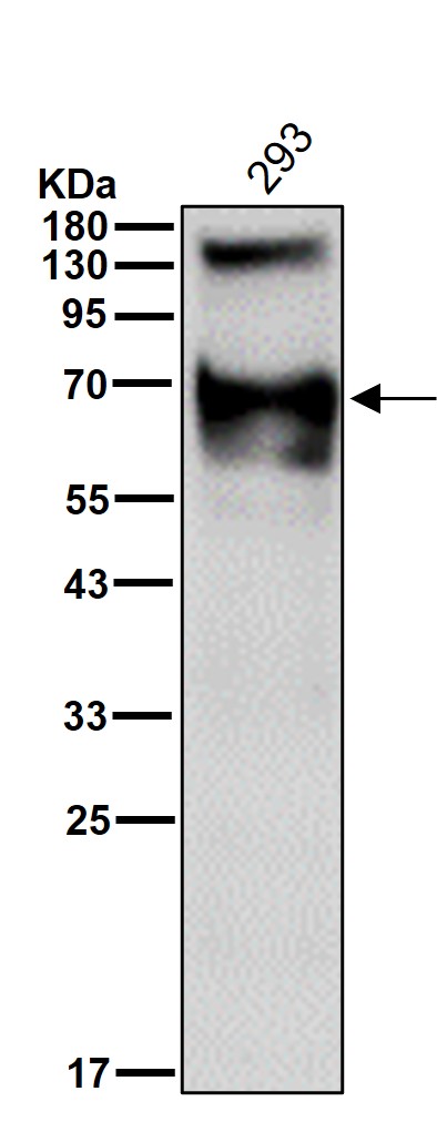 KEAP1 Ab