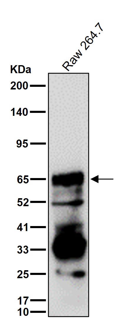 KEAP1 Ab