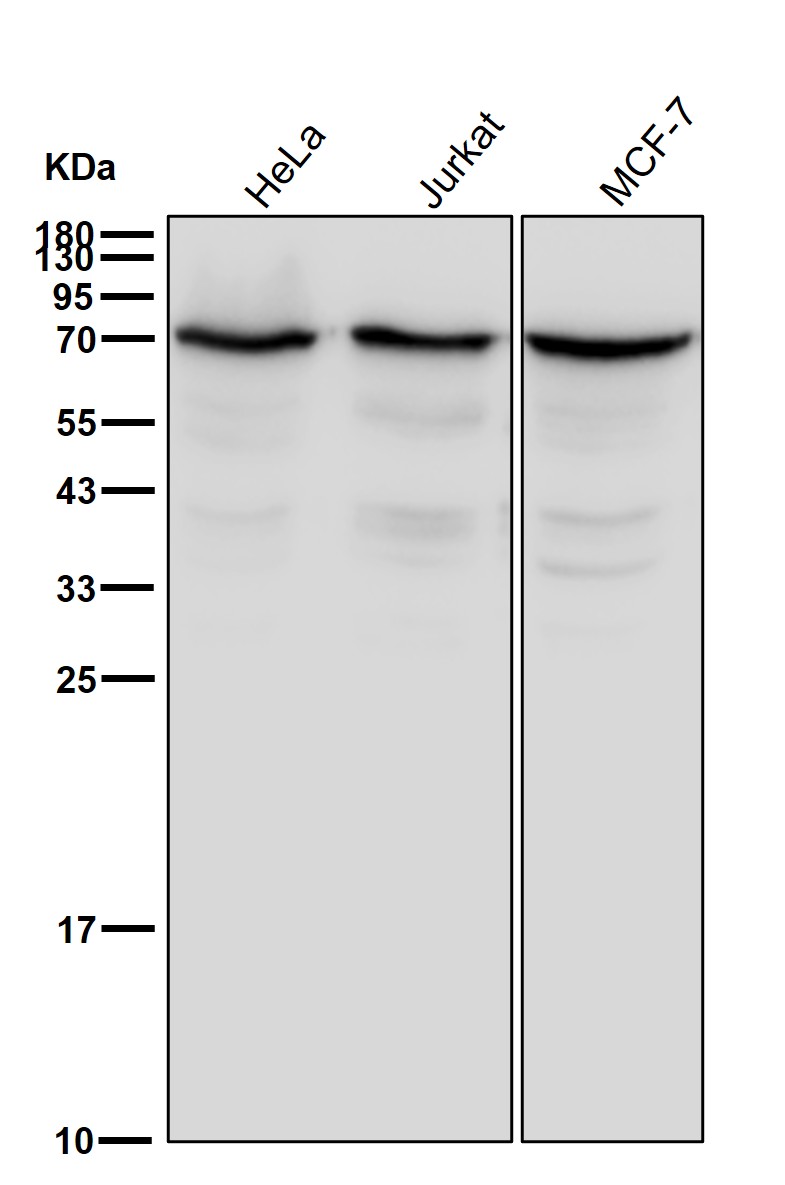 NUP62 Ab