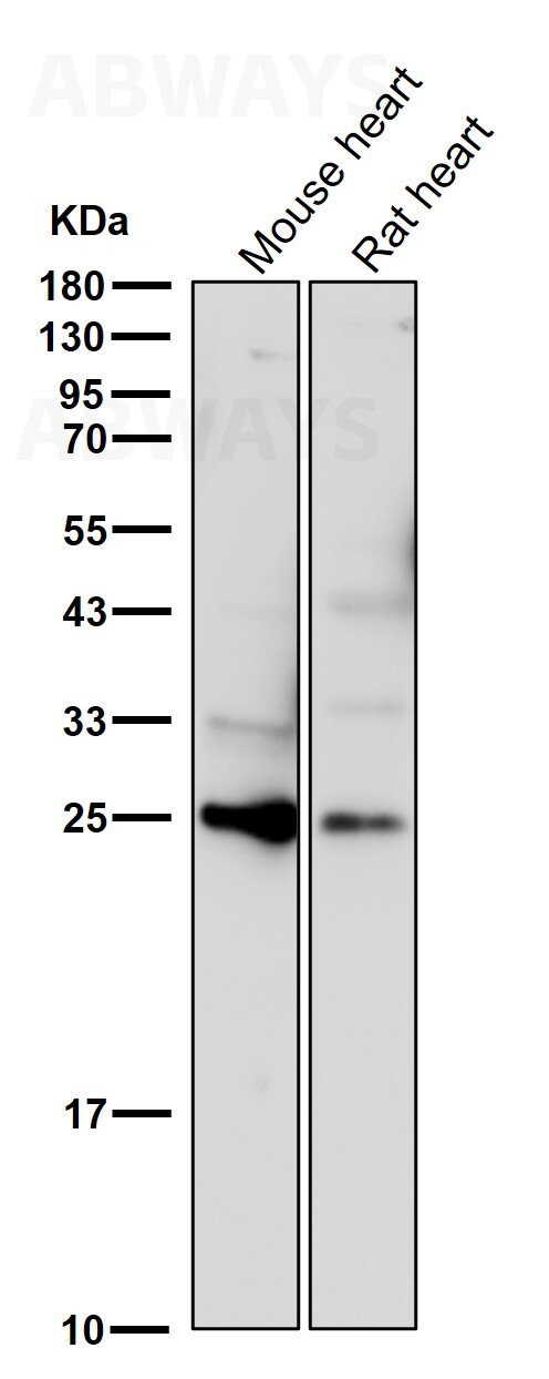 CD3 epsilon Ab
