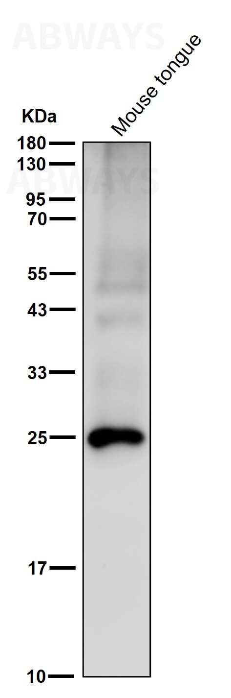 CD3 epsilon Ab