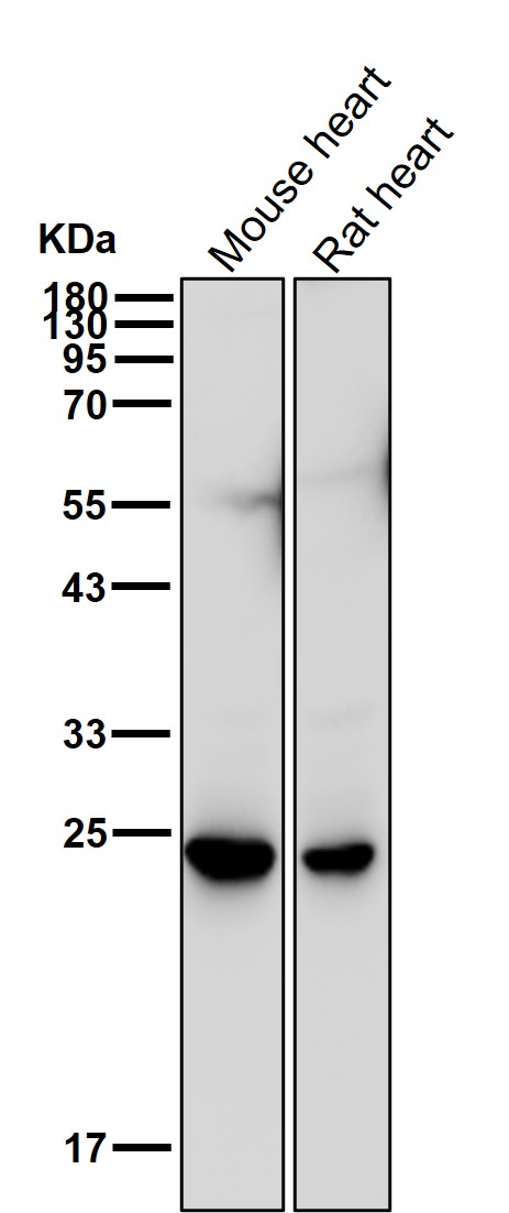 CD3 epsilon Ab