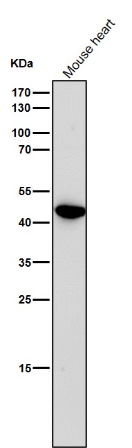 Uroplakin 3a Ab