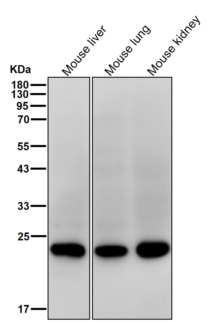 CD3 epsilon Ab