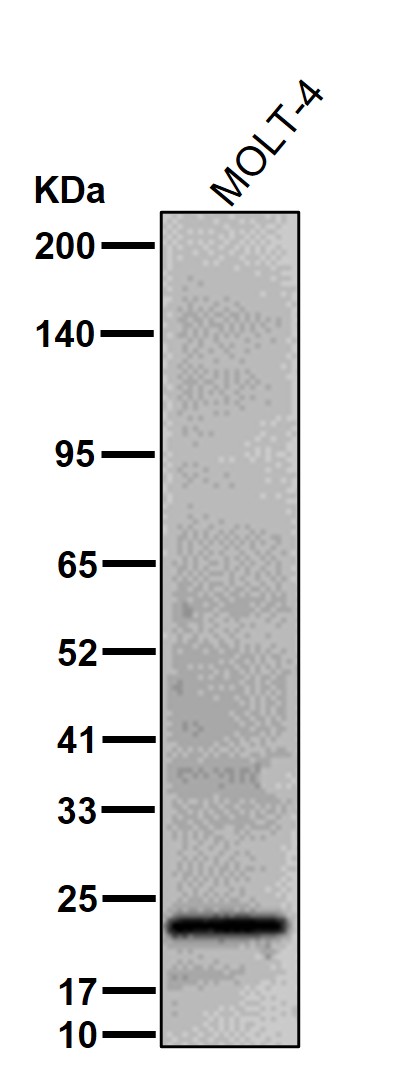 CD3 epsilon Ab