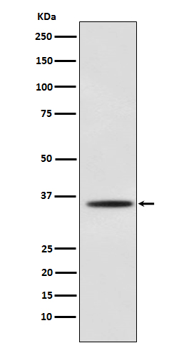 Myogenin Ab