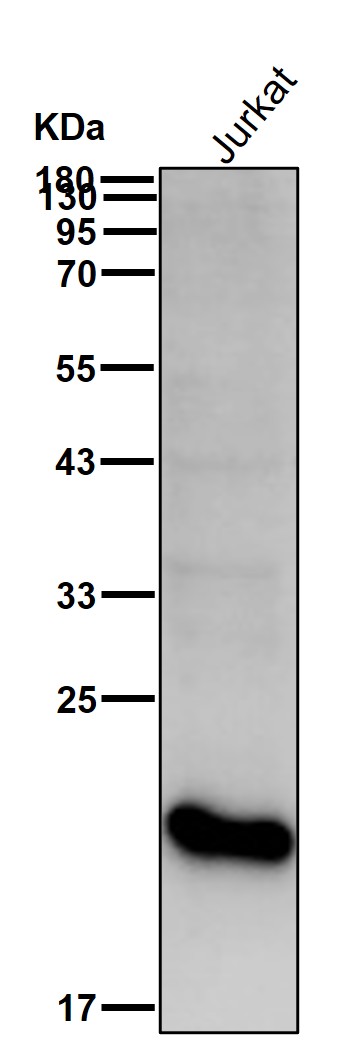 CD3 epsilon Ab