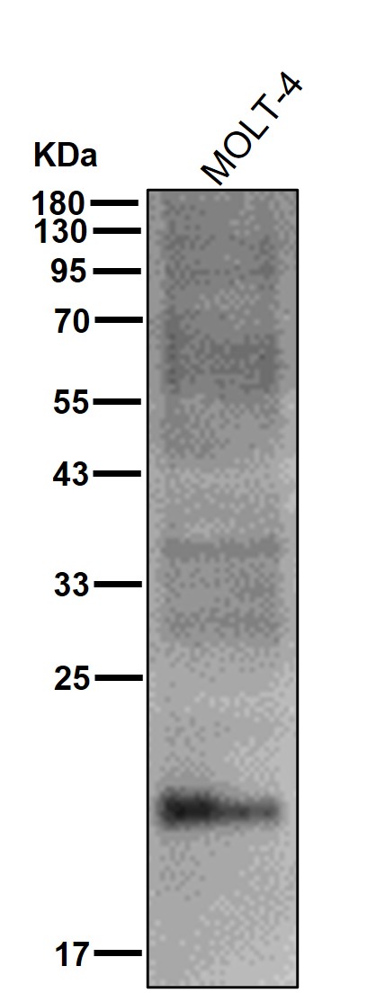 CD3 epsilon Ab