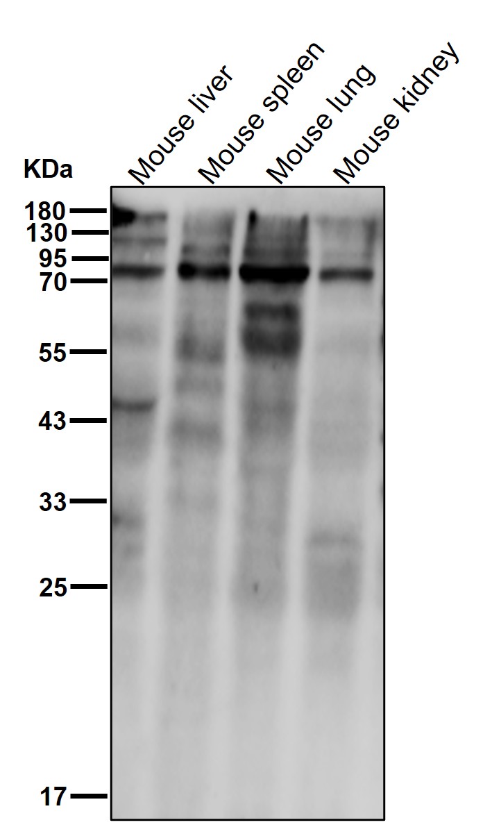 p-PI3 Kinase p85 alpha (Y607) Ab