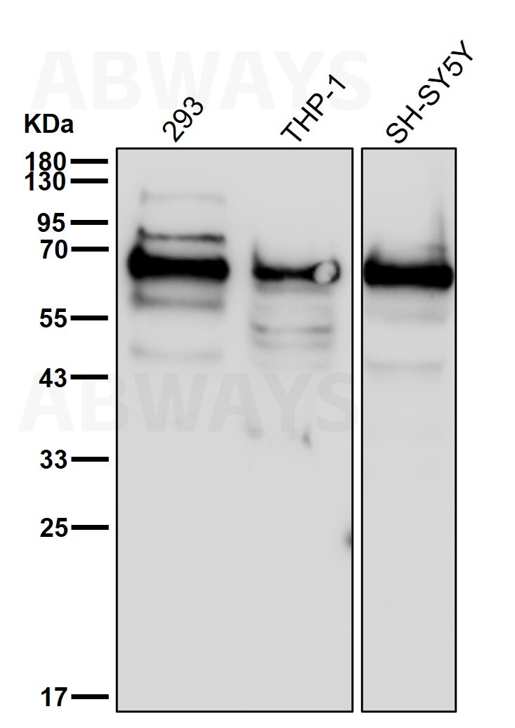 METTL14 Ab