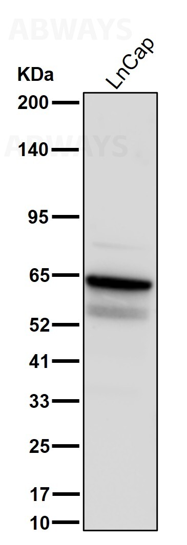 METTL14 Ab
