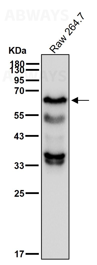 METTL14 Ab