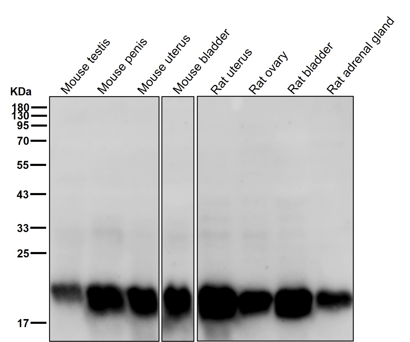 CD81 Ab