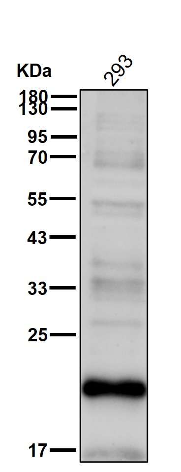 CD81 Ab