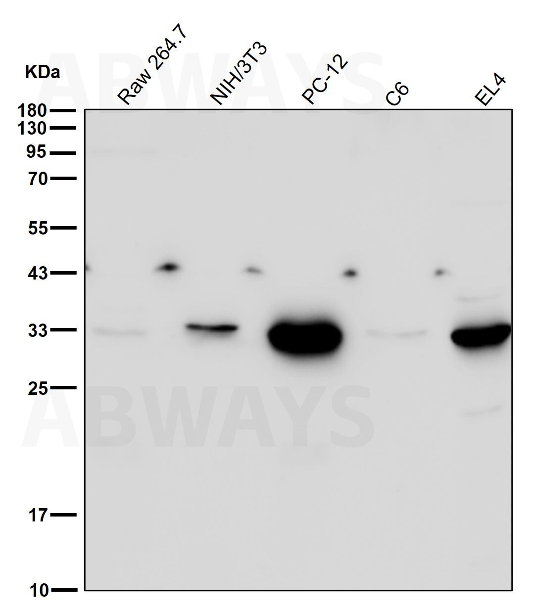 SNAI1 Ab